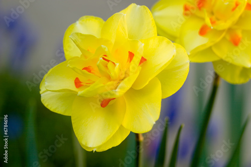 Obraz na płótnie roślina piękny kwitnący bukiet narcyz