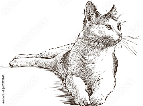 Obraz na płótnie Rysunek leżącego kota