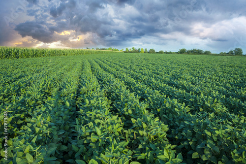 Obraz na płótnie rolnictwo niebo warzywo soja