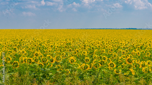 Naklejka lato kwiat słońce ogród ukraina