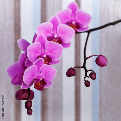 Naklejka orhidea egzotyczny piękny storczyk