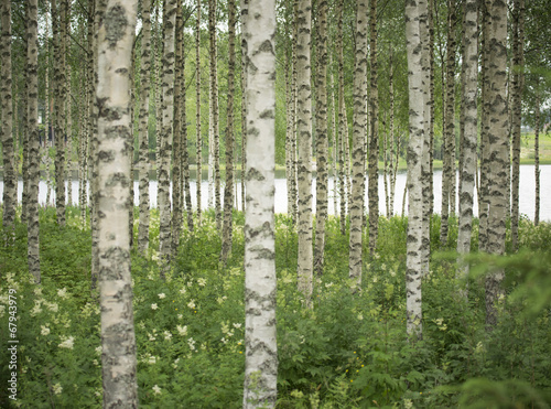 Fototapeta las szwecja północ finlandia brzoza