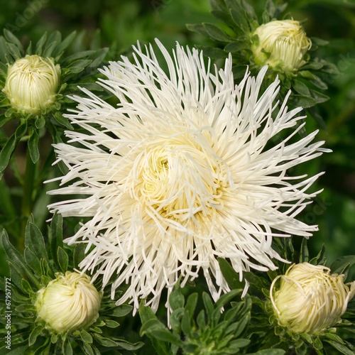 Obraz na płótnie roślina lato kwiat