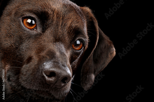 Plakat szczenię zwierzę pies łapa ogar