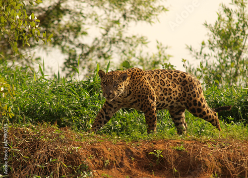 Fotoroleta natura zwierzę safari brazylia jaguar