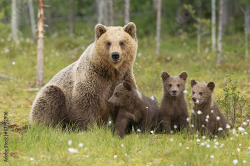 Plakat niedźwiedź szczenię rodzina bruno