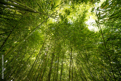 Fotoroleta pejzaż natura gałązka japonia