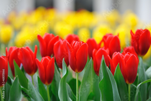 Fototapeta tulipan kwiat roślina