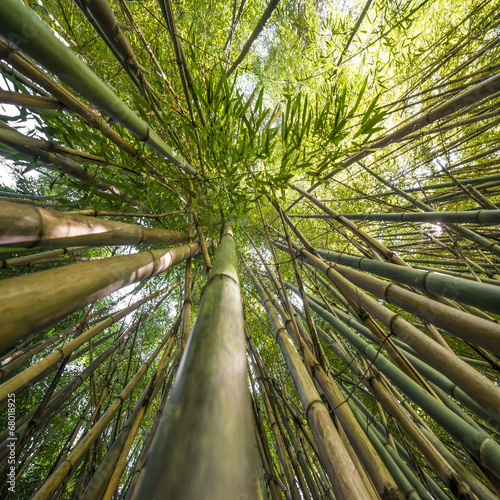 Fotoroleta drzewa bambus roślina