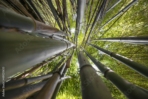 Fotoroleta natura drzewa bambus