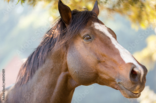 Naklejka koń słońce oko sport portret