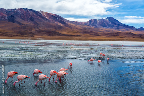 Naklejka flamingo wulkan pejzaż