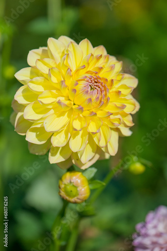 Fotoroleta kwitnący kwiat ogród dalia słońce