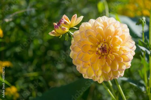 Fotoroleta kwitnący słońce pąk ogród