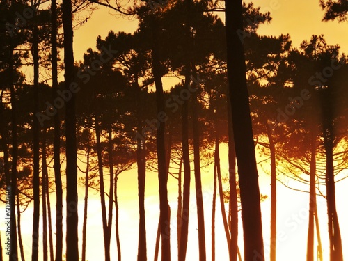 Fototapeta las sosna słońce