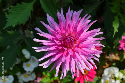 Fotoroleta ogród kwiat dalia pojedynczy 