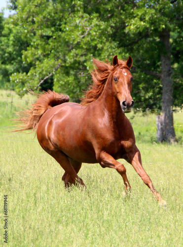 Fotoroleta grzywa koń pastwisko koni