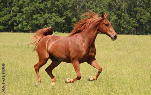 Fotoroleta koń grzywa pastwisko koni bieg
