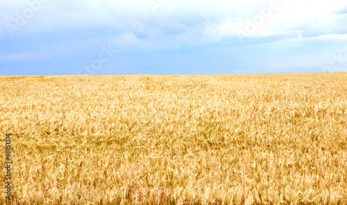 Obraz na płótnie lato jęczmień pole