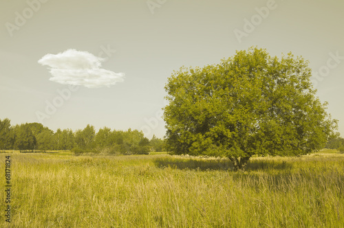 Obraz na płótnie krajobraz wieś lato
