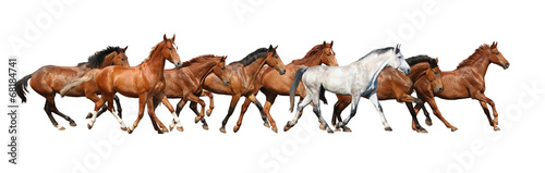 Obraz na płótnie zatoka ruch ranczo koń
