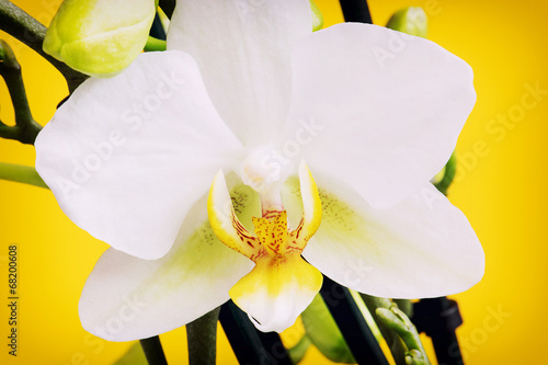 Fotoroleta kwitnący tropikalny bukiet roślina wzór