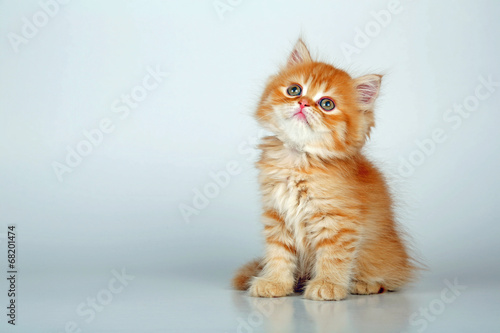Fototapeta Uroczy rudy pręgowany kociak