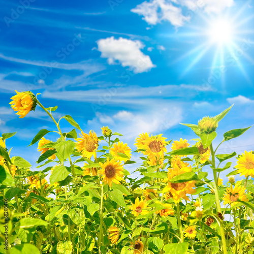 Plakat słońce słonecznik pole rolnictwo kwiat