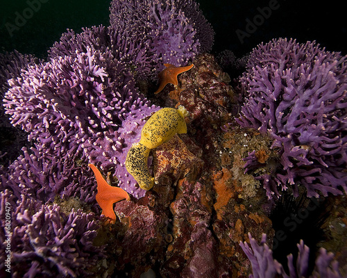 Fotoroleta podwodne wyspa koral