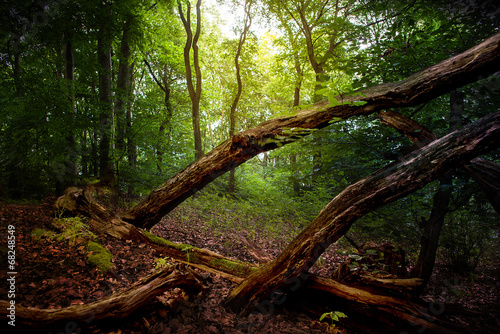 Fotoroleta gałązka droga zmierzch krajobraz las