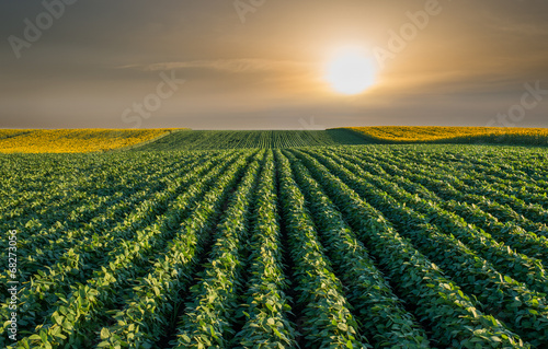 Fototapeta jedzenie słońce rolnictwo lato natura