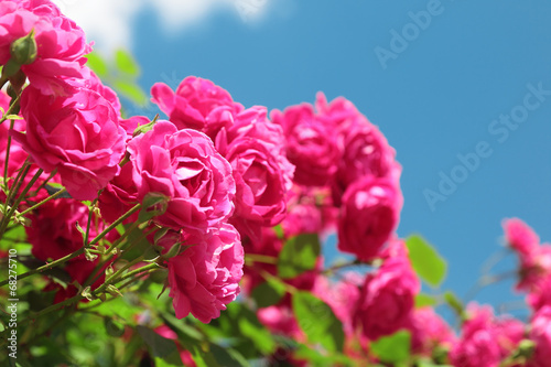 Obraz na płótnie piękny bukiet ogród kwitnący