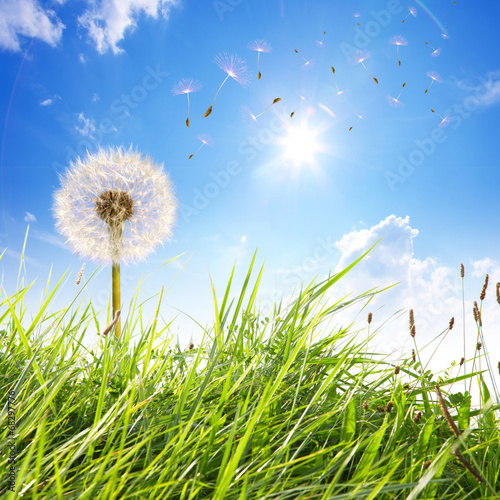 Fototapeta roślina słońce trawa niebo