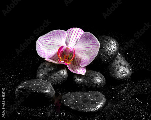 Fototapeta woda rosa kwiat storczyk natura
