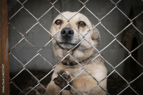 Fototapeta pies canino schronisko samotność smutek