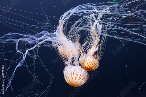 Fotoroleta meduza morze rafa plankton zwierzę