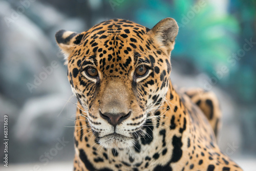 Plakat jaguar pantera safari zwierzę