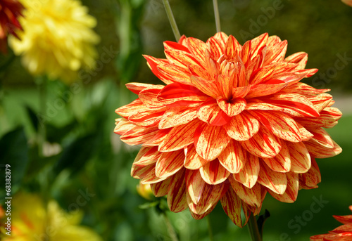 Obraz na płótnie roślina pyłek kwiat dalia