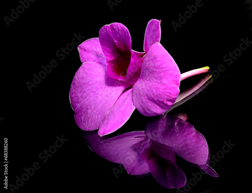 Plakat roślina tropikalny storczyk kwiat natura