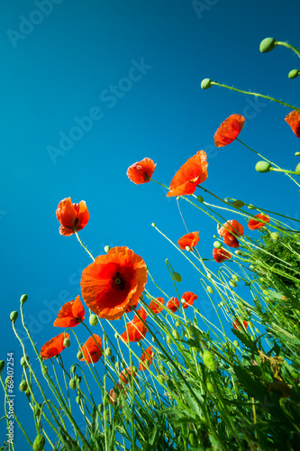 Obraz na płótnie pole mak kwiat dziki lato