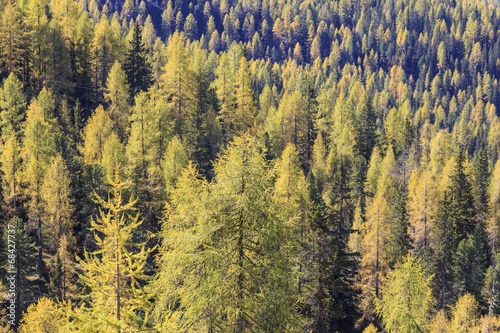 Fototapeta jesień widok bezdroża las