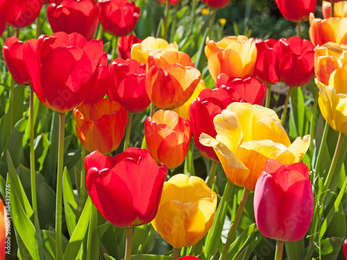 Plakat ogród kwiat tulipan natura botanika
