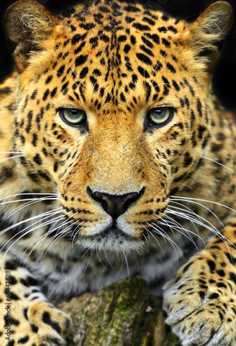 Plakat pantera dzikie zwierzę zwierzę