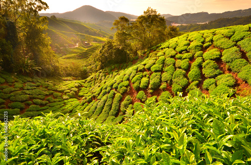 Fototapeta dolina herbata wzgórze