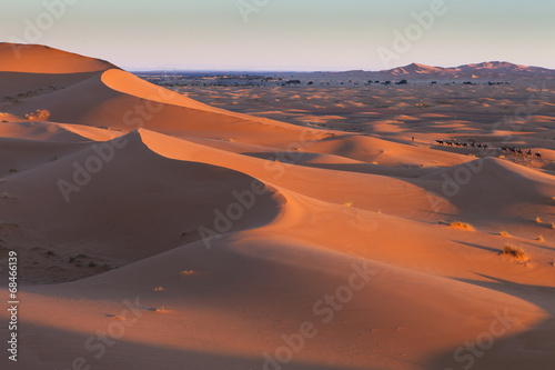 Fototapeta wydma ssak pustynia lato arabian