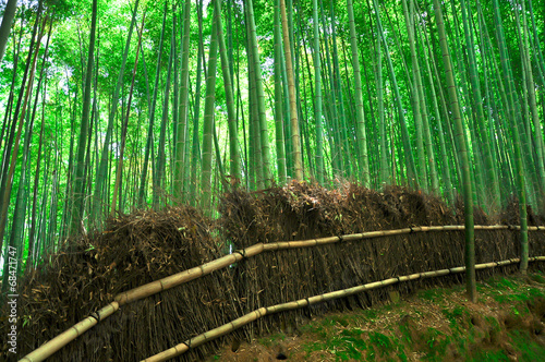 Naklejka japonia azja drzewa ścieżka