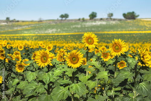 Plakat preria słońce roślinność pole rolnictwo