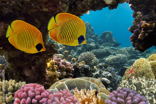 Fototapeta natura podwodne karaiby