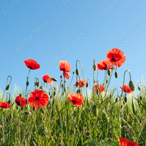Obraz na płótnie kwiat roślina niebo rolnictwo