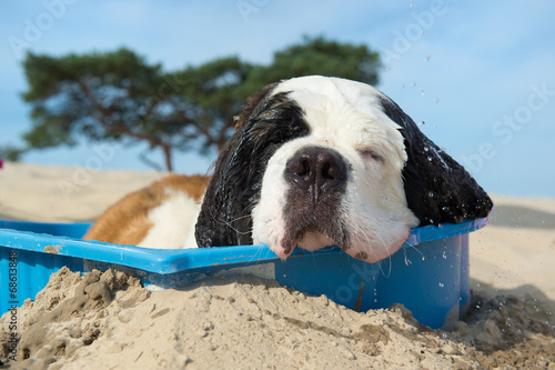 Fotoroleta natura woda lato zwierzę pies